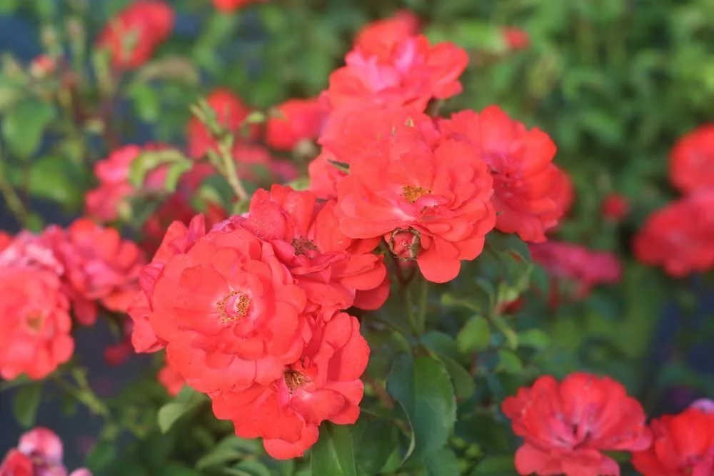 3 Gal. Coral Drift Rose Bush - Winter hardy Rose Bush