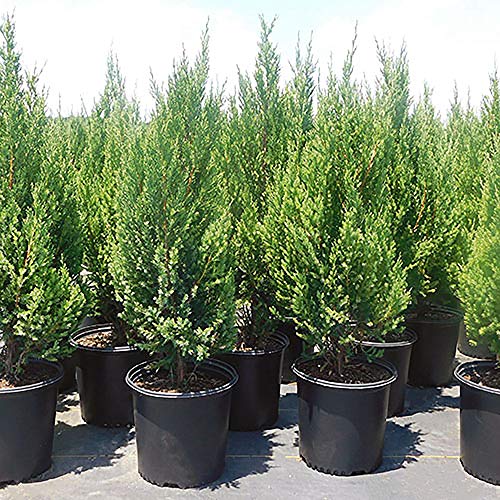 Shrub Point Juniper, 7 Gallon, Blue-Green Foliage