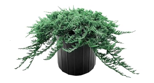 Blue Rug Juniper | 2 Extra Large 3 Gallon Plants | Live Ground Cover Evergreen Shrubs for Landscaping, Garden, Slope Control - Drought Tolerant, Low Maintenance