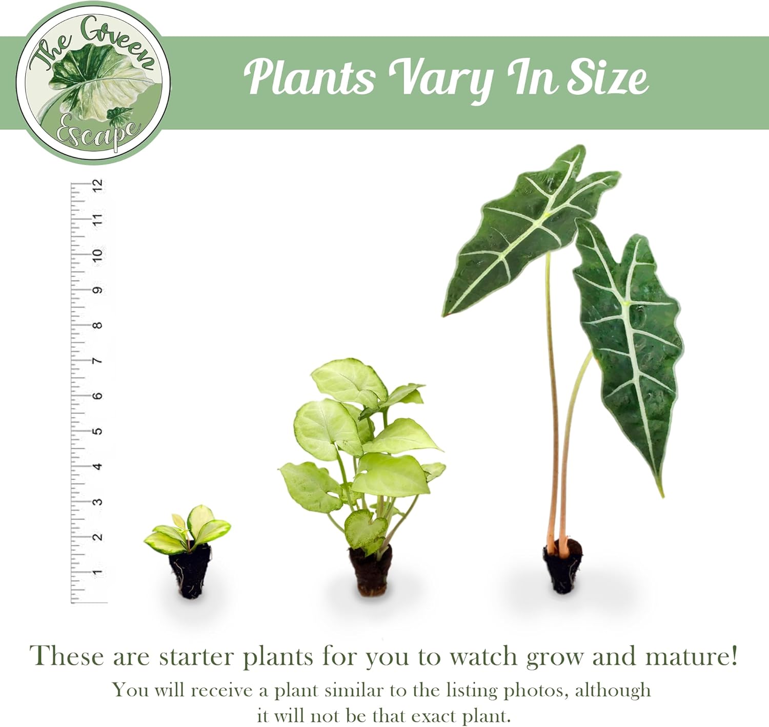 Alocasia Variegated frydek Starter Plant