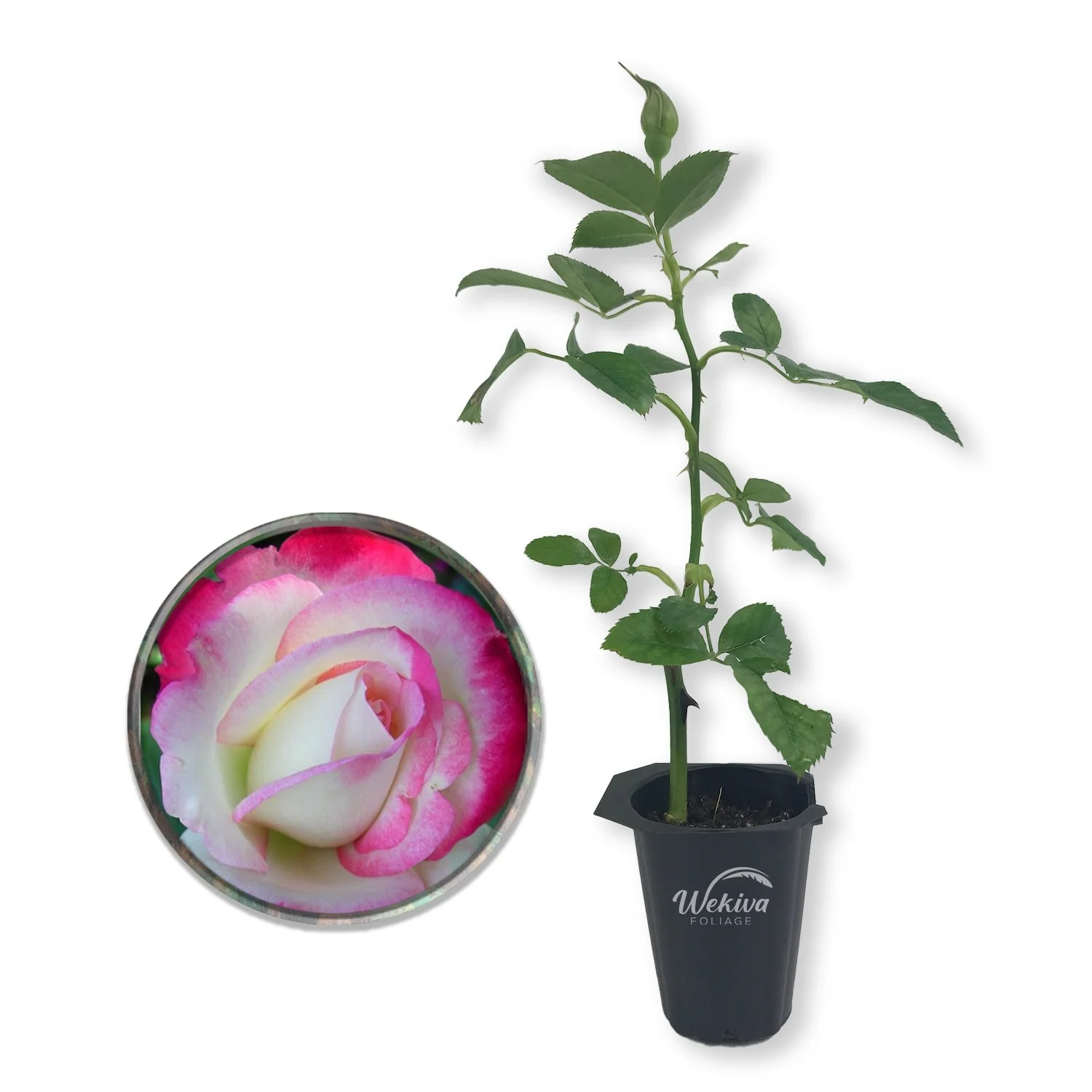 Cherry Parfait Rose Bush - Live Starter Plant in a 2 Inch Pot - Beautiful Rose from Florida - A Beautiful Rose with Soft Creamy Petals in a Rich Cherry Red Hue