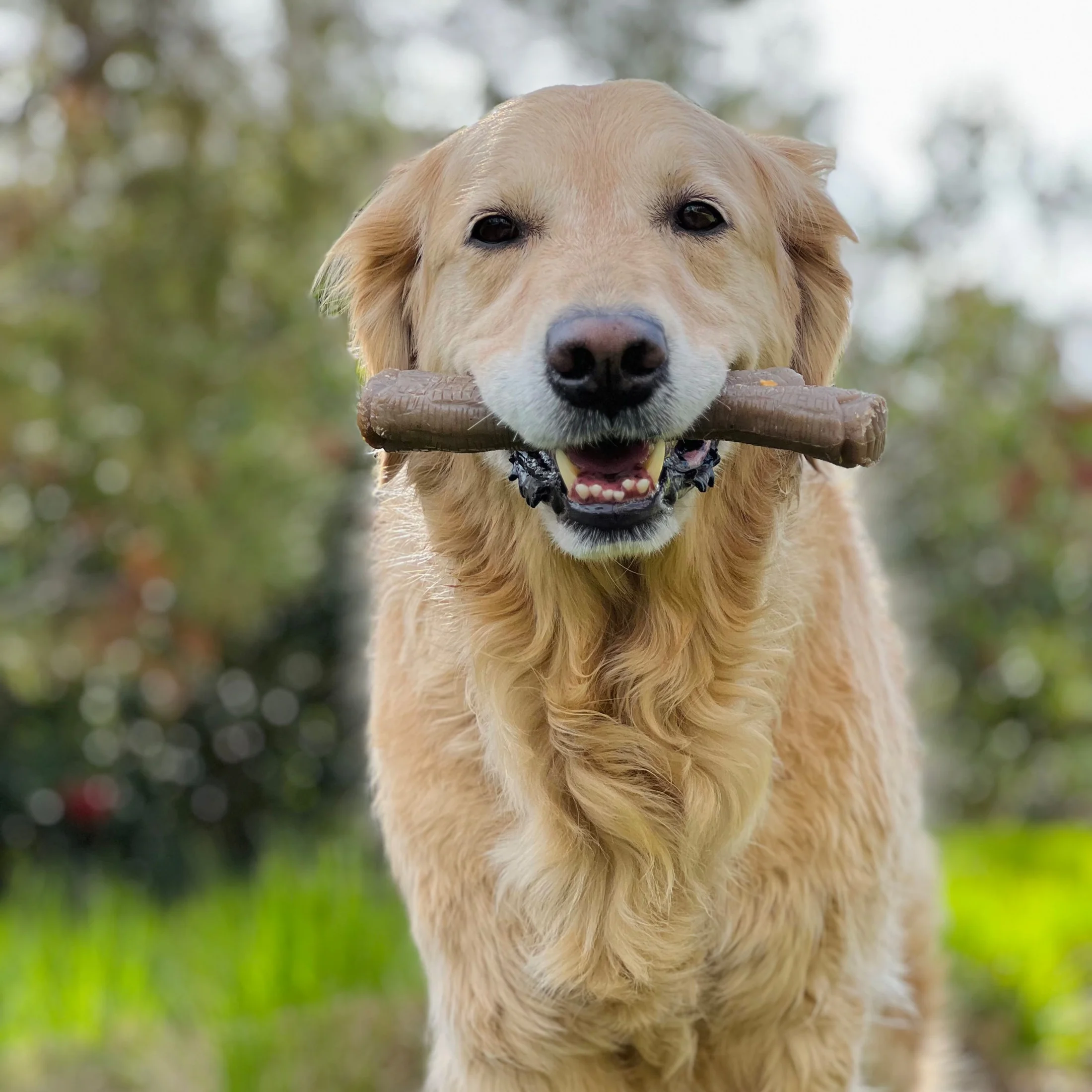 Nylabone Strong Chew Real Wood Stick Dog Toy X-Large (1 Count)