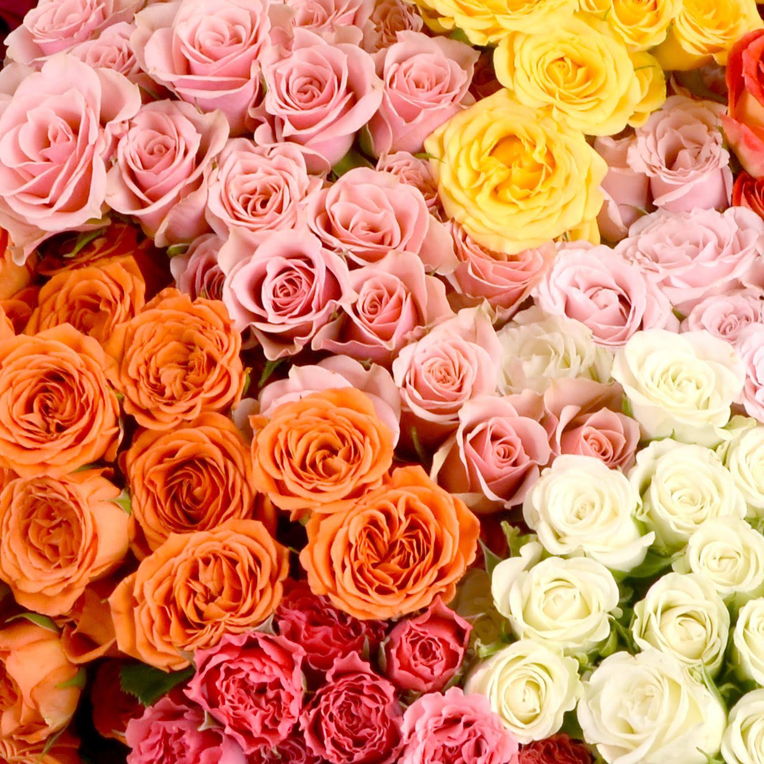 Spray Roses (80 Stems)