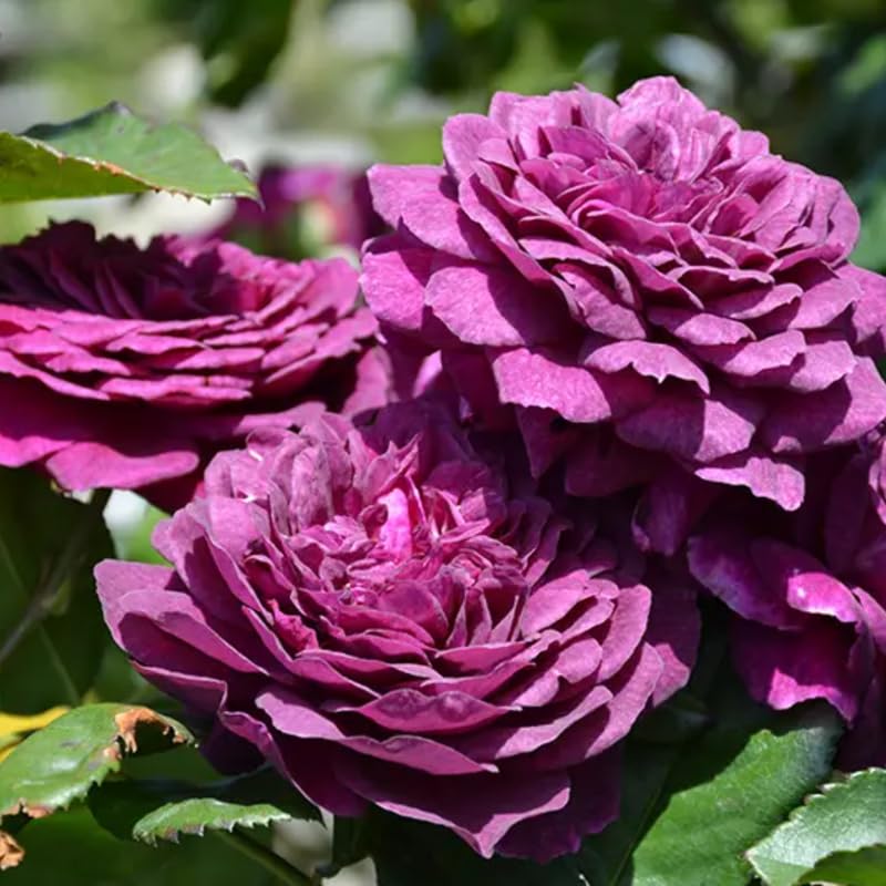 Purple Climbing Rose Live Plant, Fragrant Climber Rose for Garden, Hybrid Tea Roses Bushes, Establish Root, Cut Back
