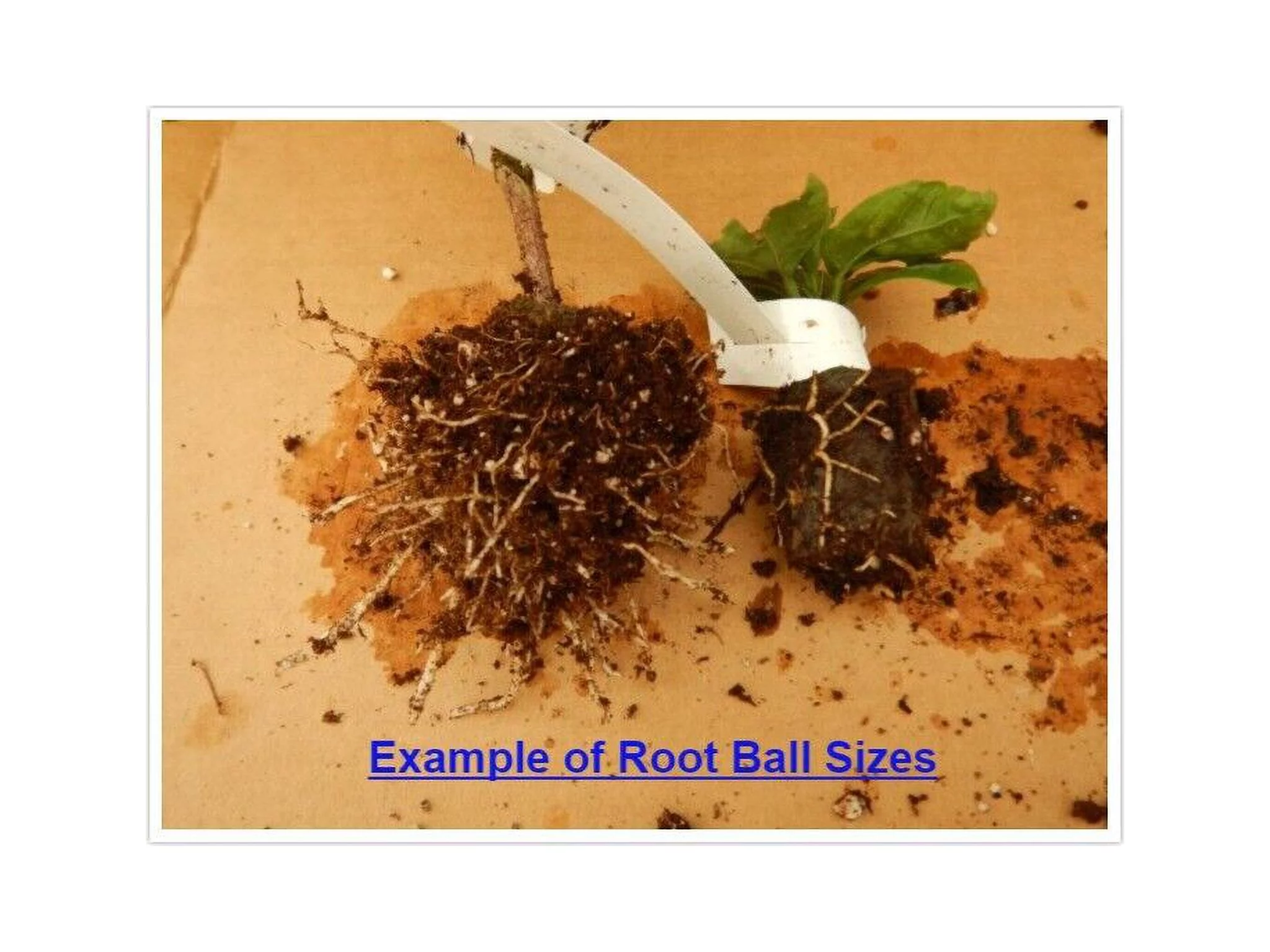 **CAJUN RISING MOON** Rooted Tropical Hibiscus Plant**Ships Bare Root***