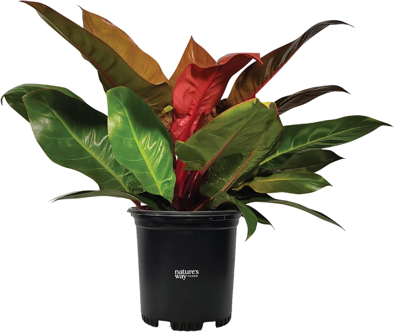 Nature's Way Farms Philodendron Prince of Orange Live Plant (18-24 in. tall) in Grower Pot