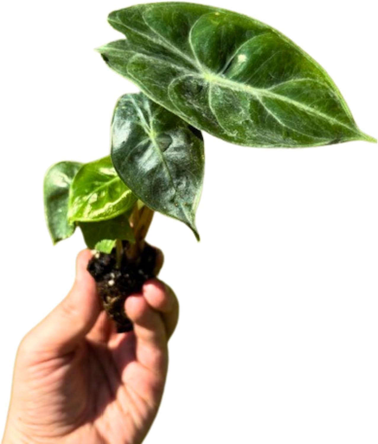 Live Alocasia Pink Princess Plant 4-6 Inch Bare Root Plant Elephant Ear Rare Tropical Plant Vibrant Foliage Dark Green Leaves Eye-Catching Housplant Bold Foliage Live Plant