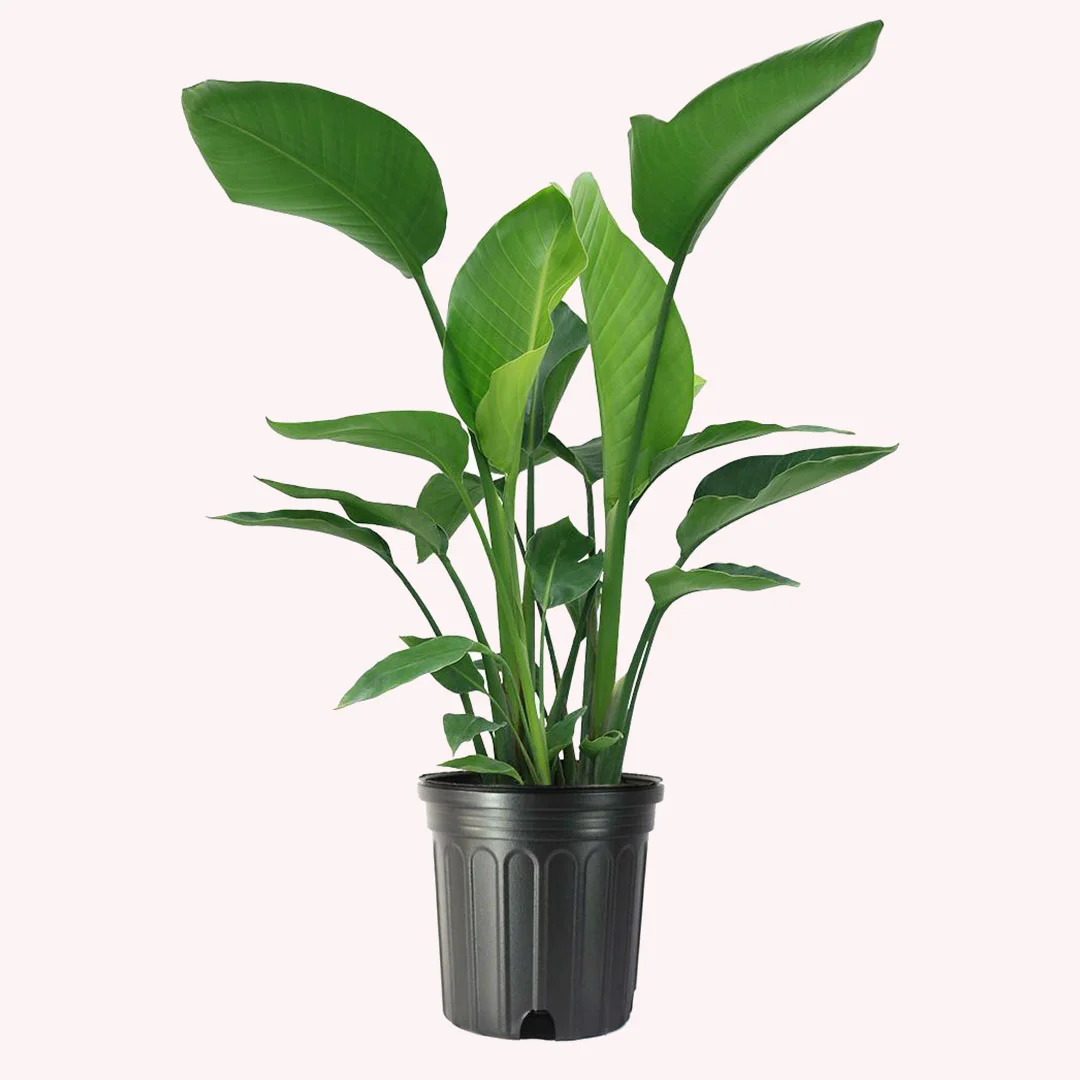 American Plant Exchange White Bird of Paradise, Large Live Tropical Plant for Indoors, 10-Inch Pot, Flowering Houseplant for Indirect & Direct Sunlight