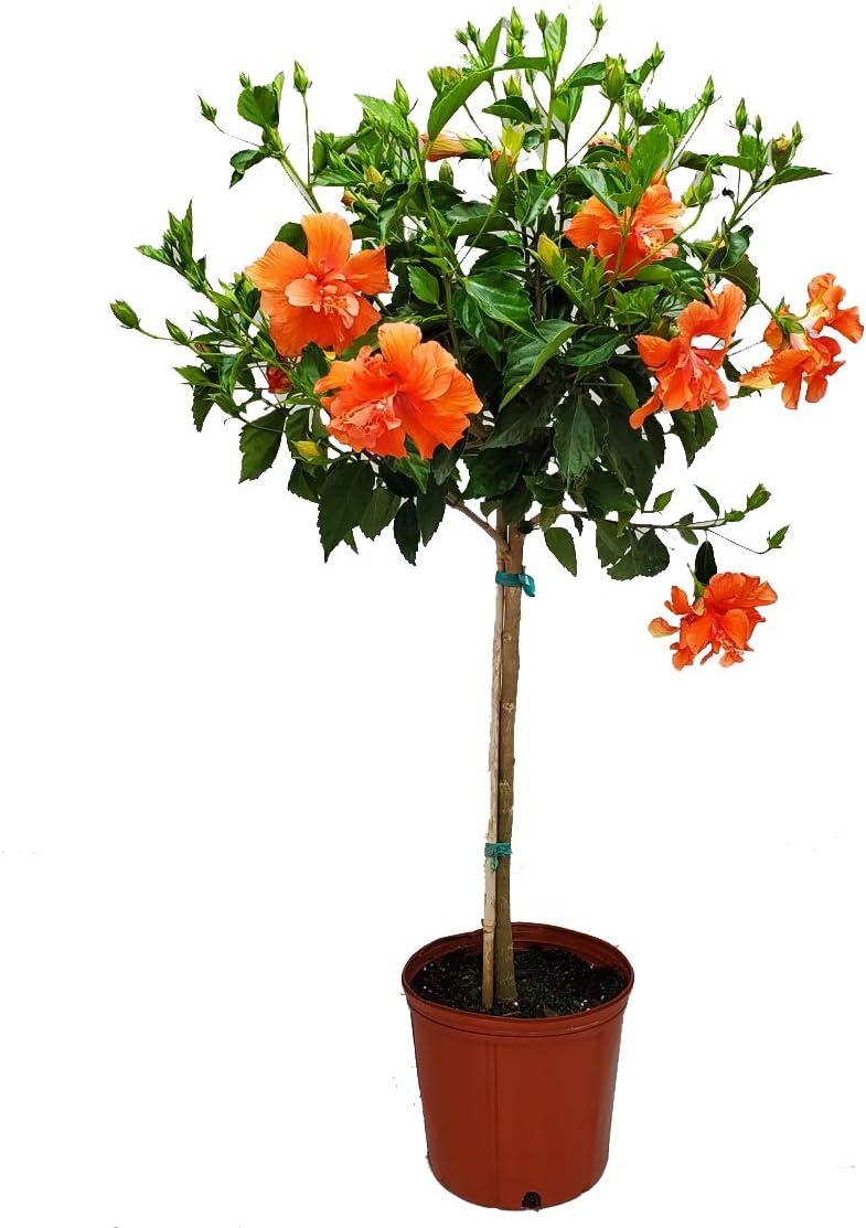 Live Hibiscus Tree - Double Peach Flower - Overall Height 38