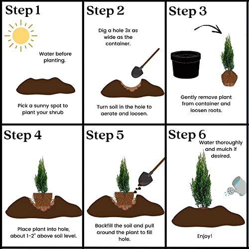 Shrub Point Juniper, 7 Gallon, Blue-Green Foliage