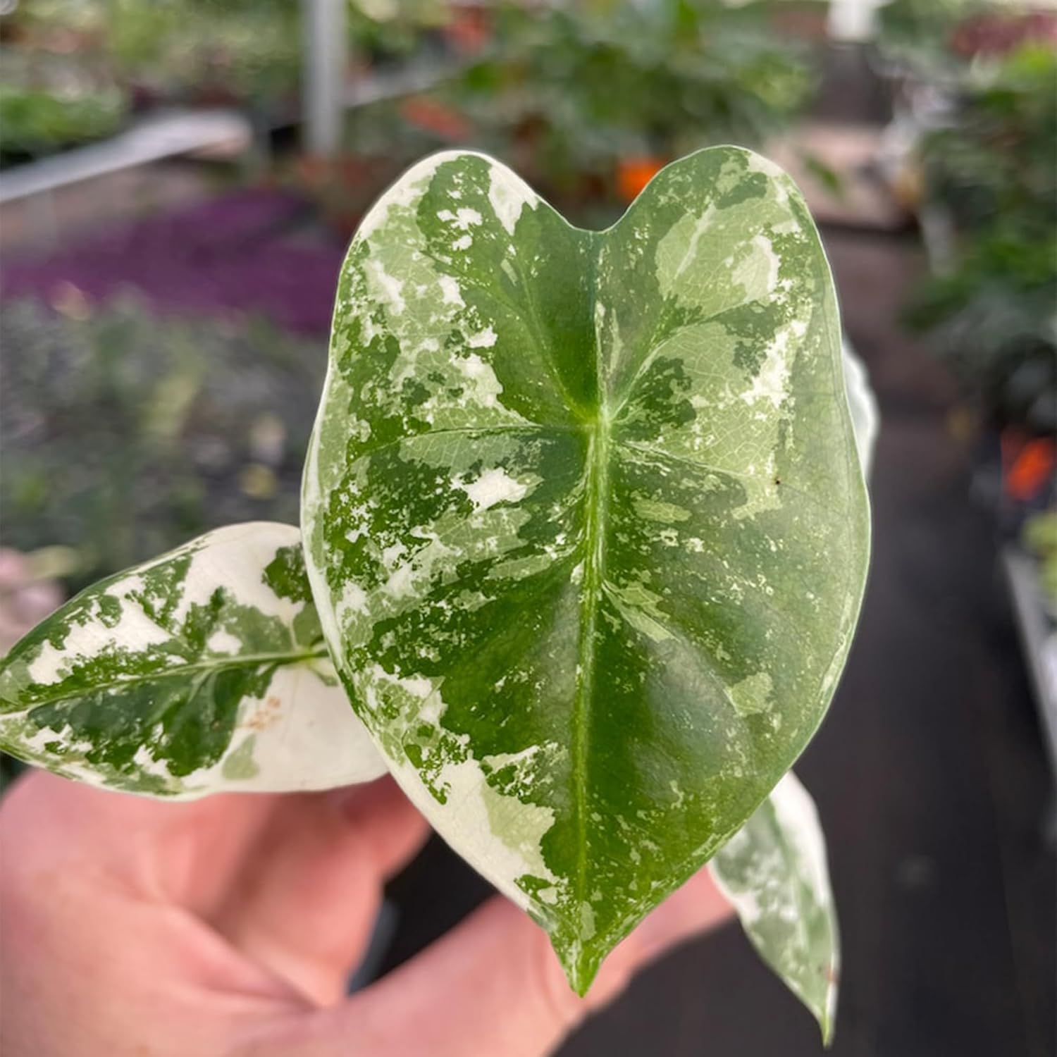 Alocasia Variegated frydek Starter Plant