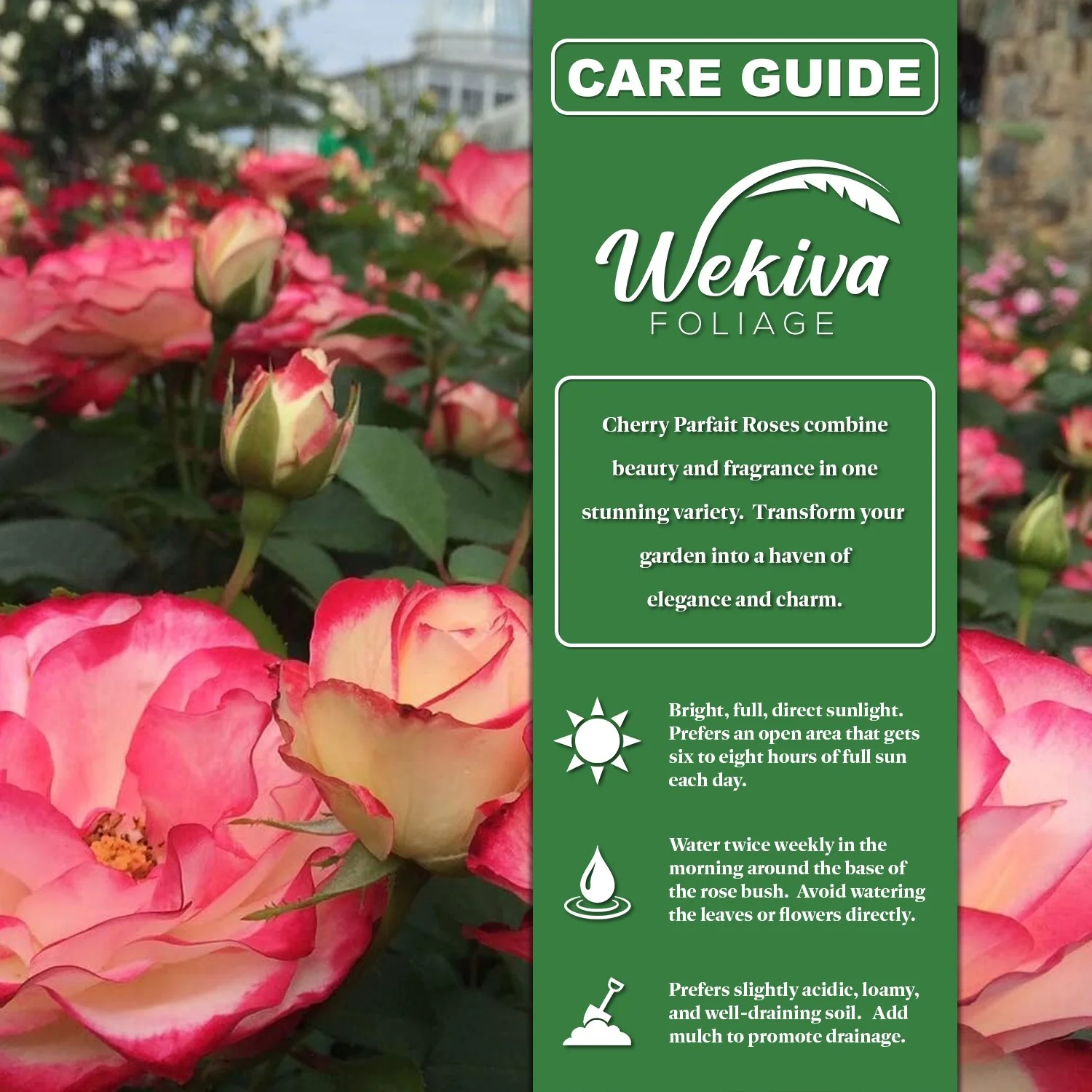 Cherry Parfait Rose Bush - Live Starter Plant in a 2 Inch Pot - Beautiful Rose from Florida - A Beautiful Rose with Soft Creamy Petals in a Rich Cherry Red Hue - Radiant Selections