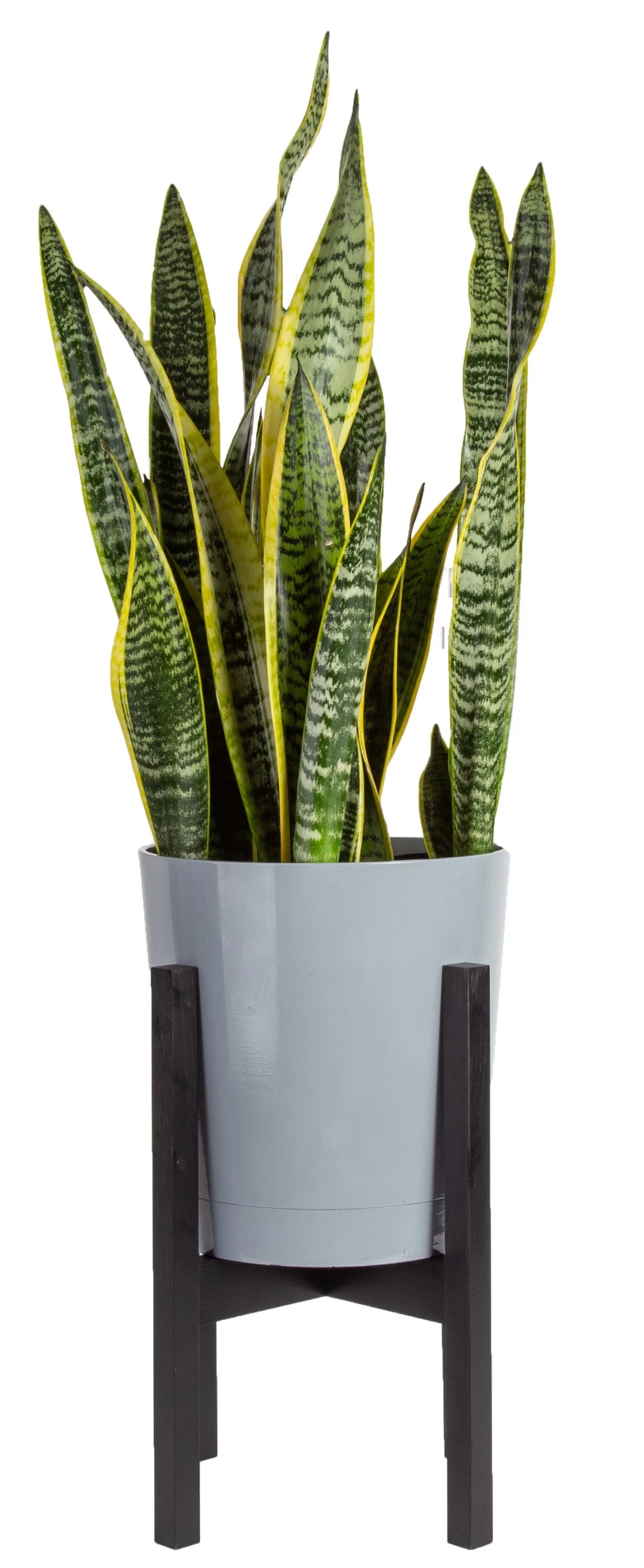Costa Farms Live Indoor 30in. Tall Green Snake Plant; Bright, Indirect Sunlight Plant in 10in. Mid-Century Modern Planter
