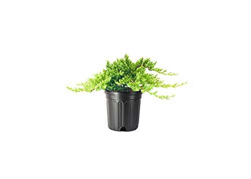 Dwarf Japanese Garden Juniper | 3 Live Gallon Size Plants | Juniperus Procumbens Nana | Drought Tolerant Evergreen Groundcover | Great for Bonsai