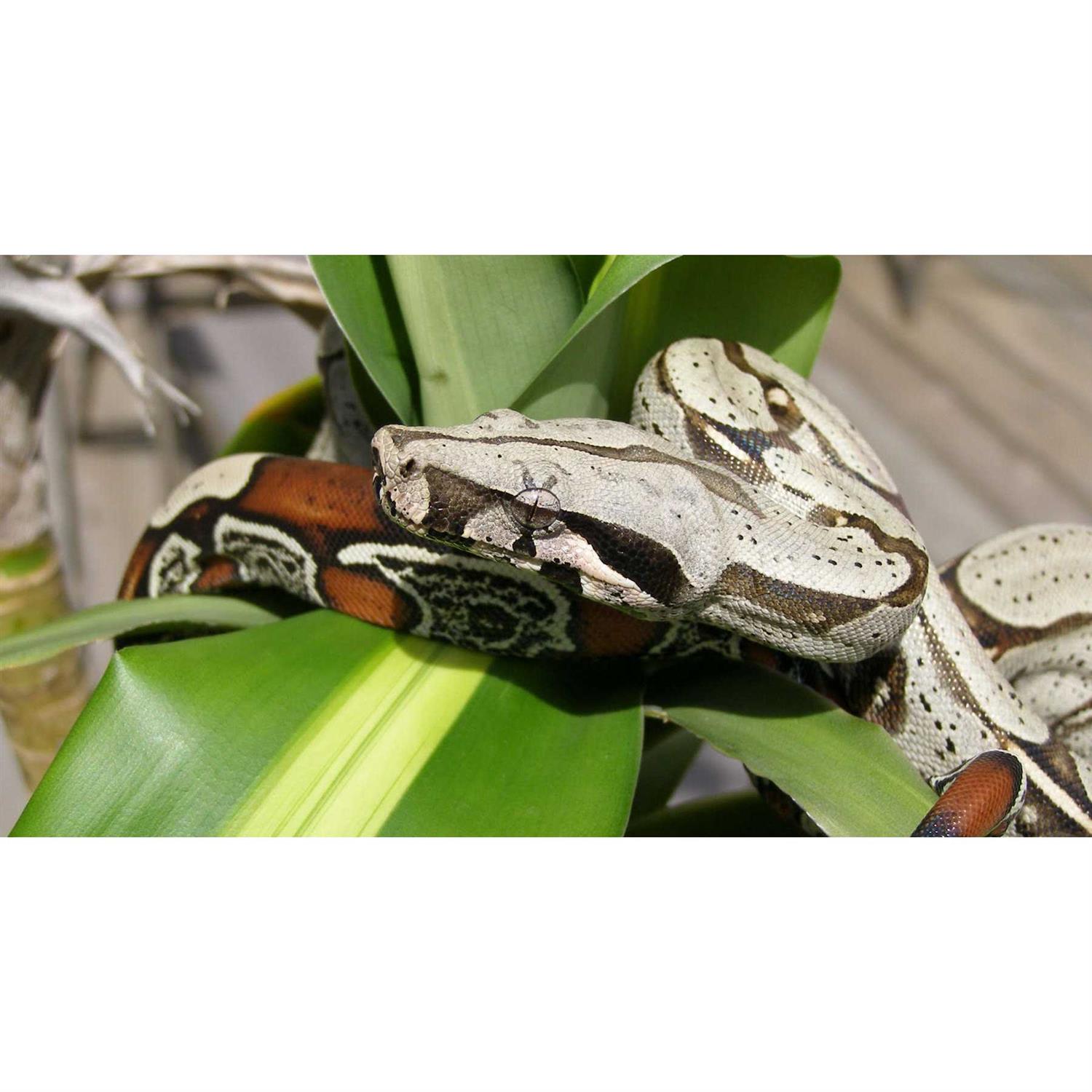 Zoo Med Paludarium Terrarium and Aquarium - Pet Supplies online store