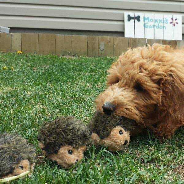 ZippyPaws Miniz Dog Toys Hedgehogs - Pet Supplies online store