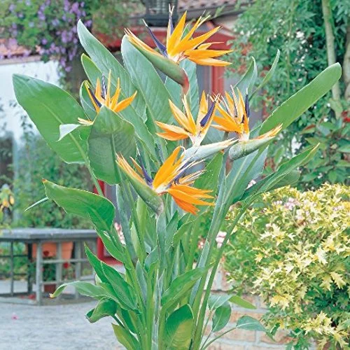 9EzTropical - Bird of Paradise (Strelitzia Reginae) - 1 Plants - 1 Feet Tall - Ship in 1 Gal Pot - Curated Treasures Market