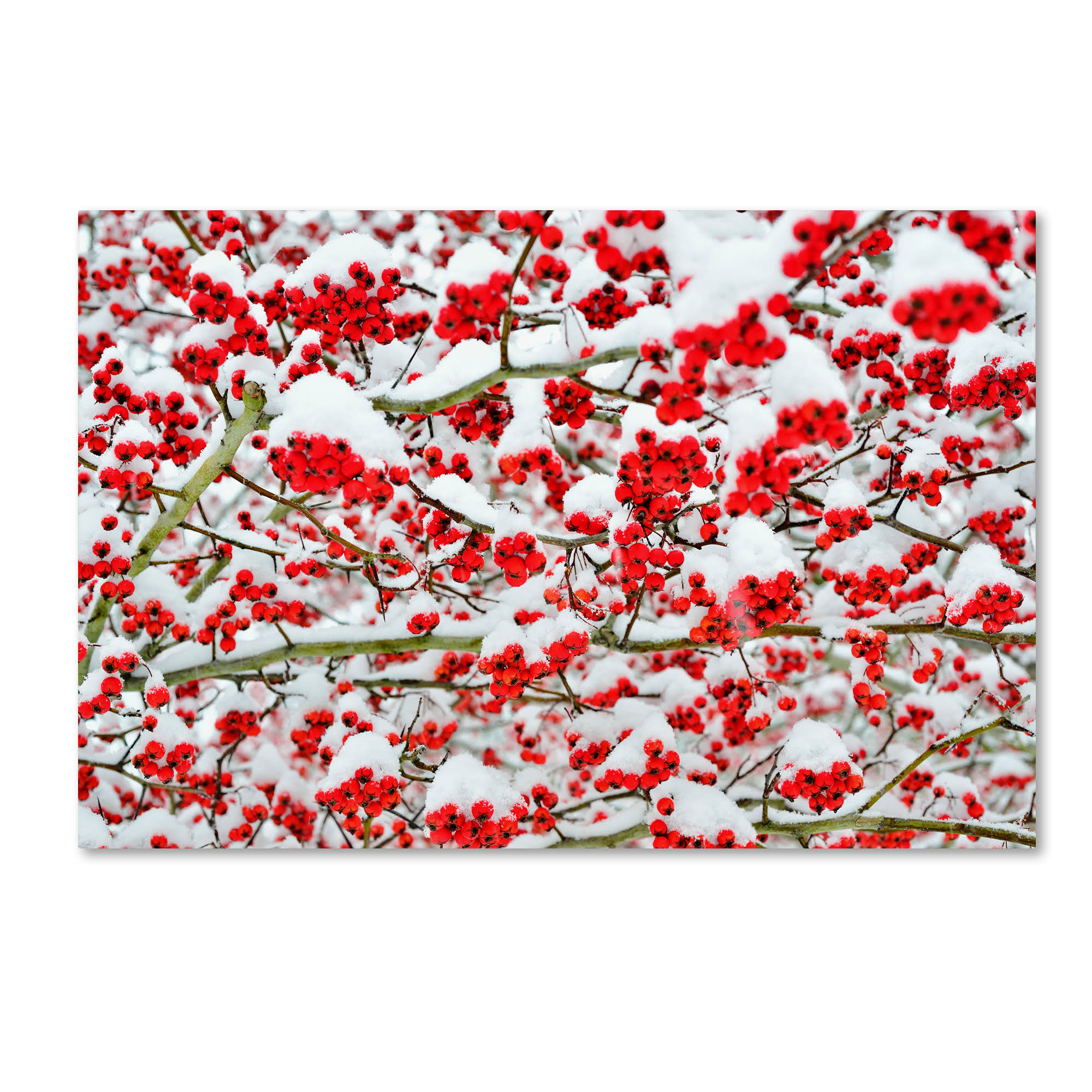 Trademark Global Kurt Shaffer 'Winter Berries in The Snow' Canvas Art