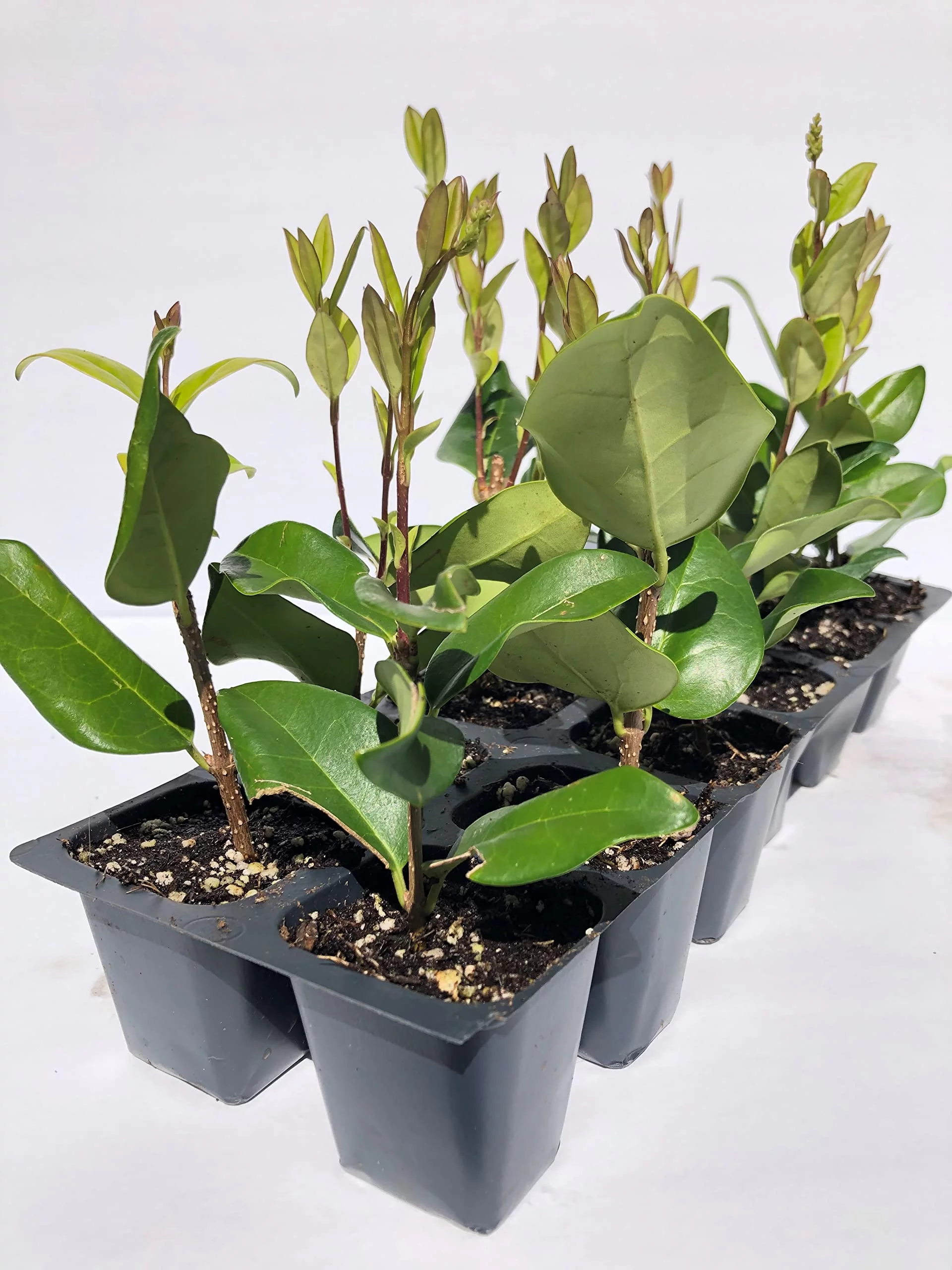 Texas Privet, 12 Live Plants, 2.5