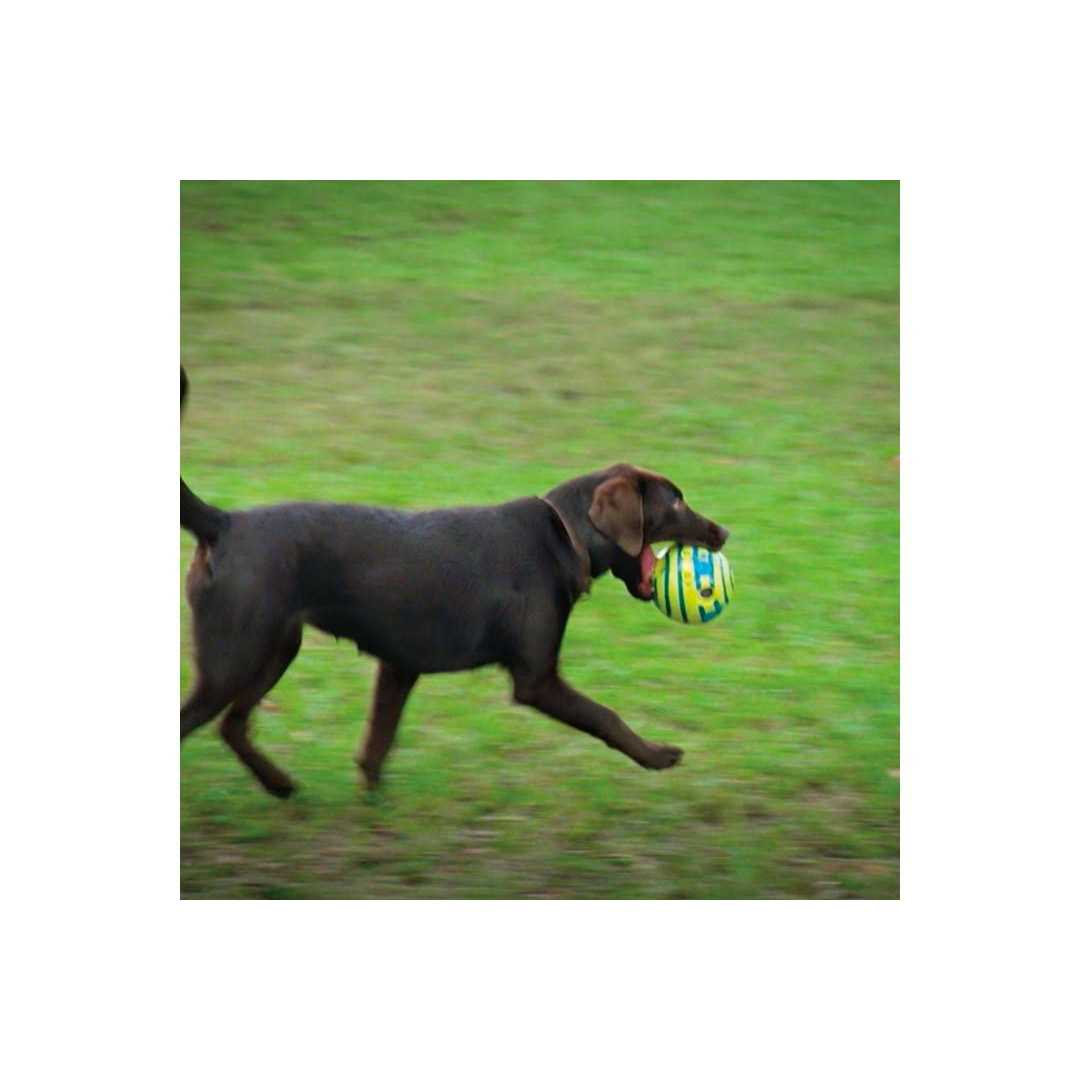 Wobble Wag Giggle Ball Dog Toy - Pet Supplies online store