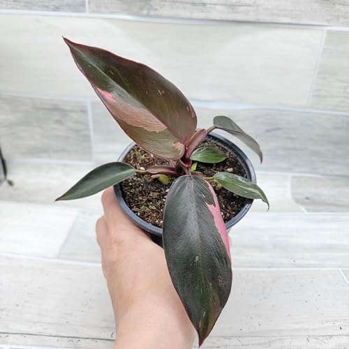 Philodendron Black Cherry Pink Princess Live Rare House Plants (All Plants are Fully Rooted Plants!) in 3
