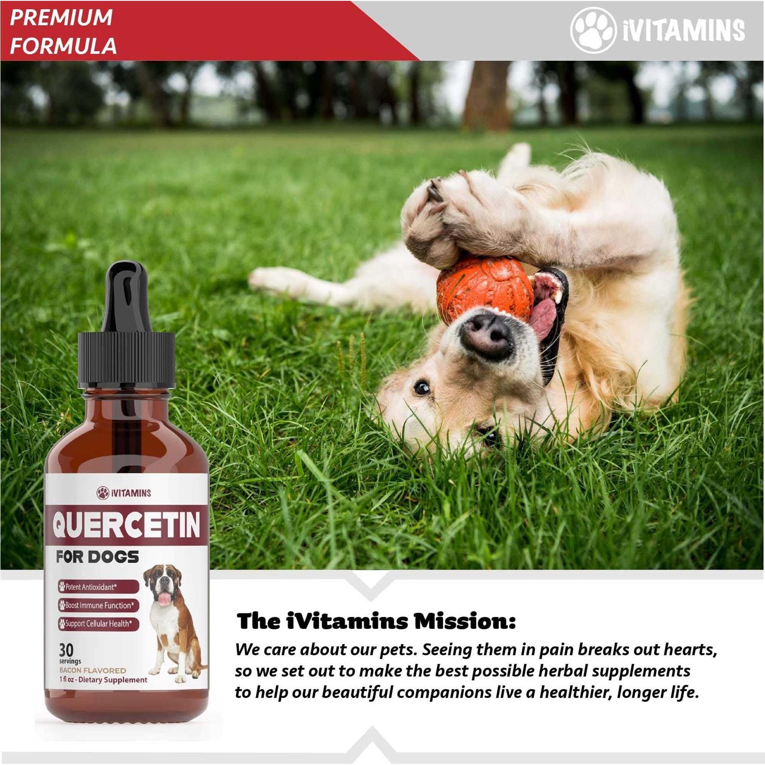 Quercetin for Dogs Dog Allergy Relief Quercetin for Dogs Allergies - Pet Supplies online store