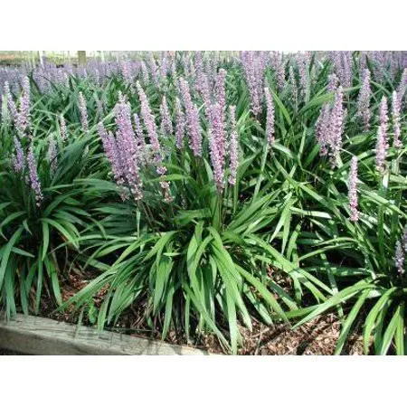 Classy Groundcovers - Liriope Muscari &Ingwersen& Liriope Muscari &Classic Blue& {25 Pots - 3 1/2 inch square.}