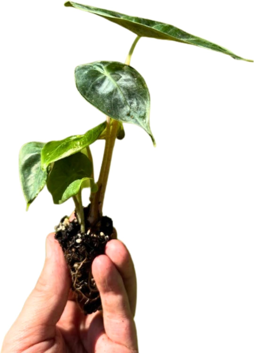 Live Alocasia Pink Princess Plant 4-6 Inch Bare Root Plant Elephant Ear Rare Tropical Plant Vibrant Foliage Dark Green Leaves Eye-Catching Housplant Bold Foliage Live Plant