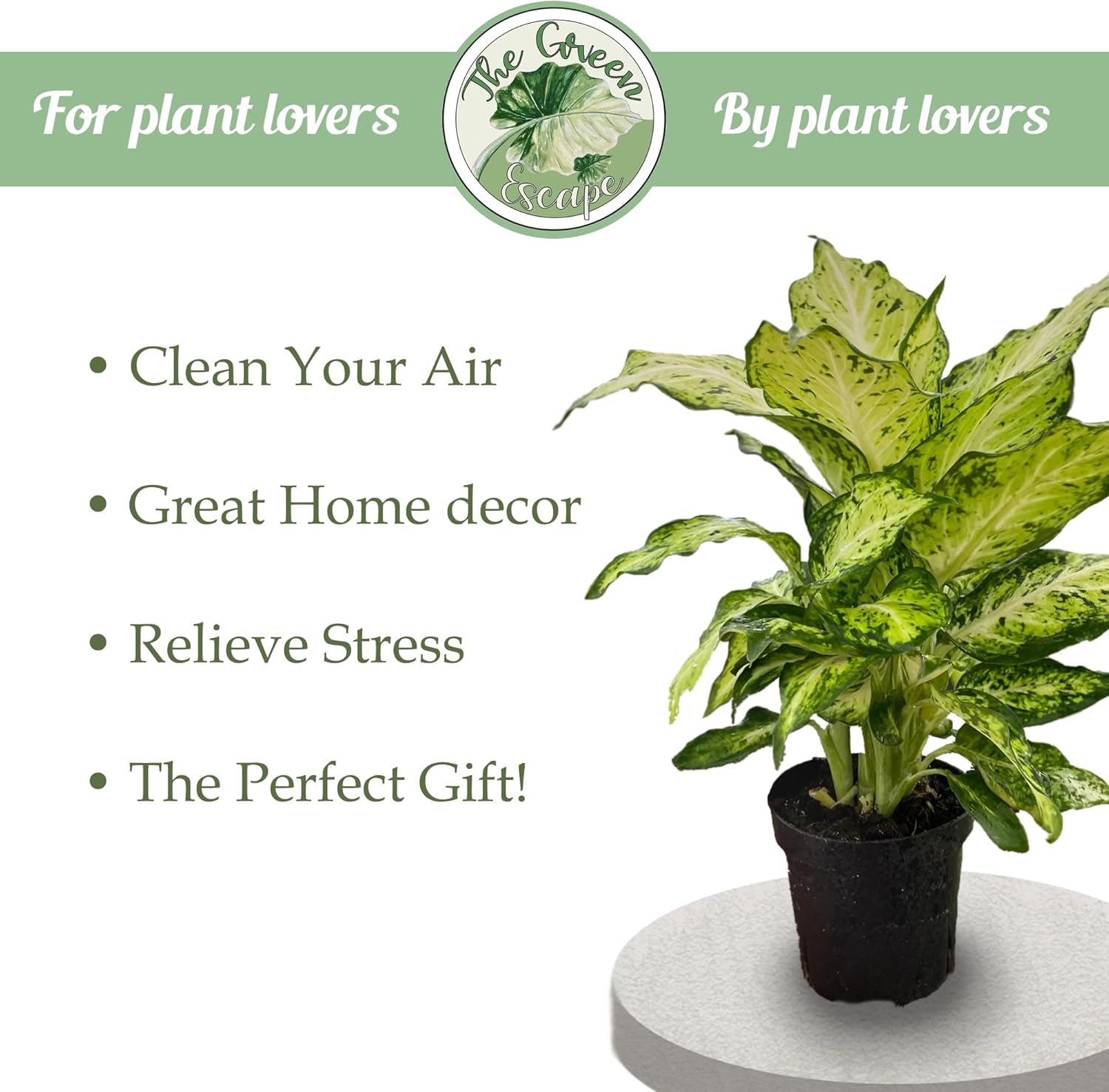 Alocasia Variegated frydek Starter Plant